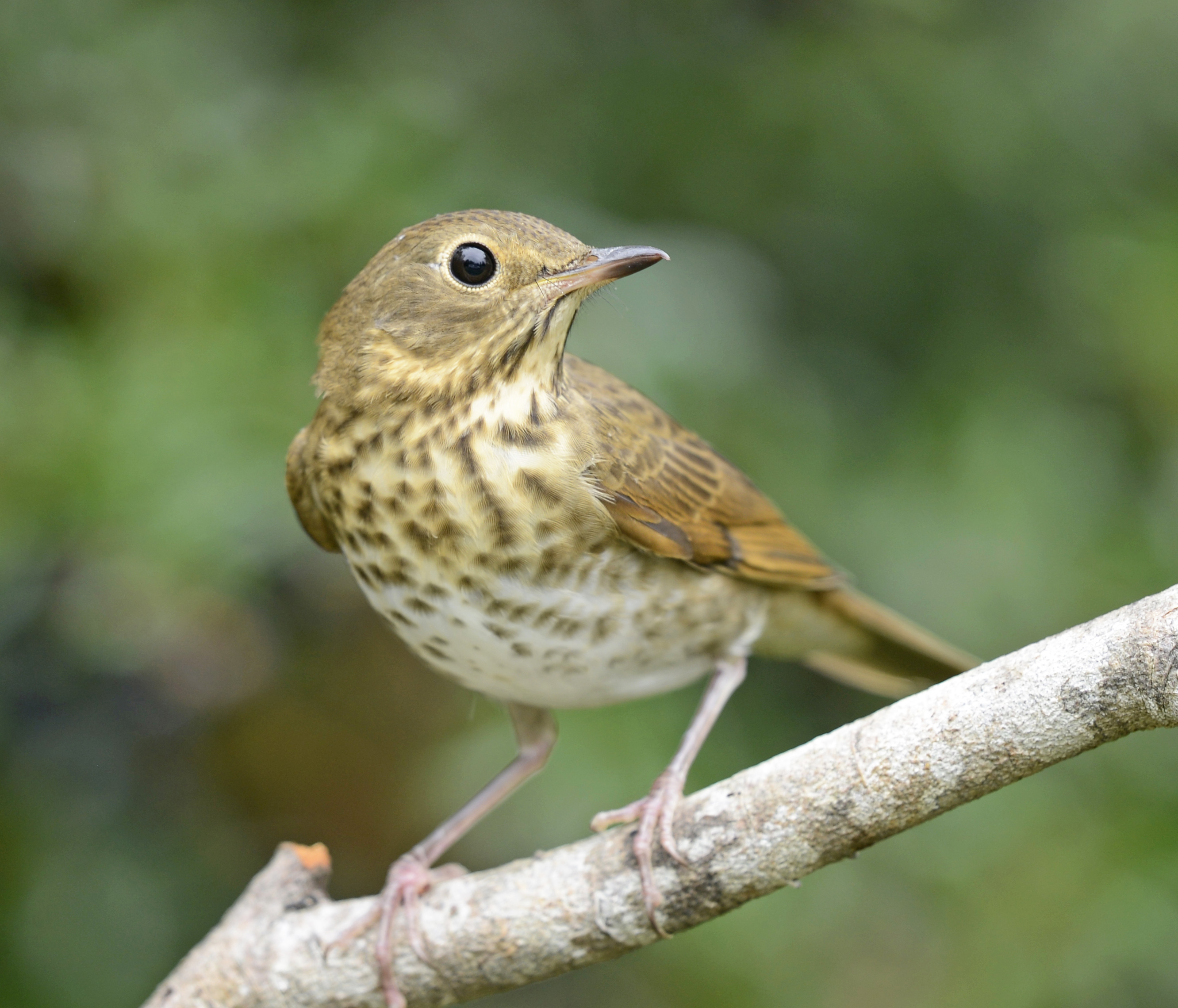 Swainson’s Thrush. Image courtesy of VJAnderson via Wikicommons