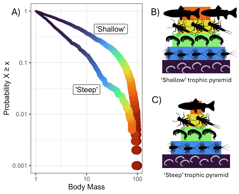 Figure 1. Conceptual figure showing the difference in power law exponents. A) Plot showing the frequency distribution with increasing body sizes. Both communtities have the same size range (x-axis) but the “Steep” community has relatively lower abundance of large sized idividuals. B) A conceptual diagram of a trophic pyramid for a “shallow” community and C) for a “steep” community. Note that the abundance for the smallest body sizes (width of the purple bar) is the same in both communities, but the widths of the subsequent bars are smaller in the “steep” community, culiminating in only one fish compared with two fish in the “shallow” pyramid.